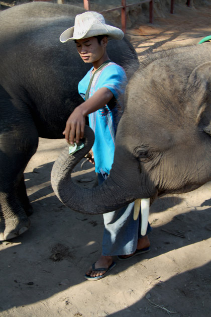 Cuidador de elefantes y el paquidermo en el Campamento de Elefantes de Chiang Mai, Tailandia. Fotografía: Lucía Cornejo. Texto: Margarita T. Pouso
